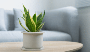 แต่งบ้านรักษ์โลกด้วยต้นไม้ฟอกอากาศในบ้าน