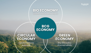 BCG Economy